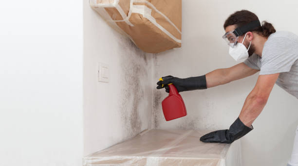 Professional Black Mold Remediation technician working in Bridgeport, MI