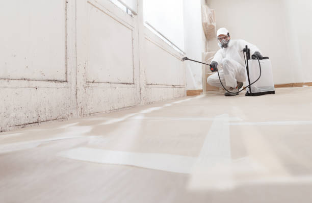 24/7 Emergency Black Mold Remediation experts in Bridgeport, MI