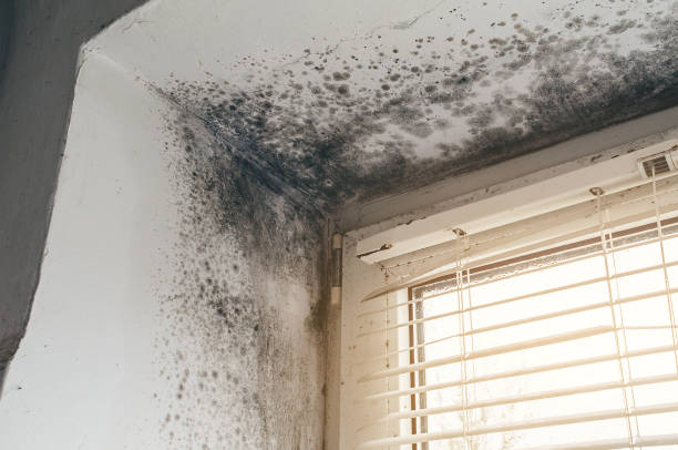 Affordable Black Mold Remediation solutions in Bridgeport, MI